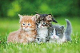 Kalendarz trójdzielny 2026 Koty Michalczyk i Prokop T-105T-10