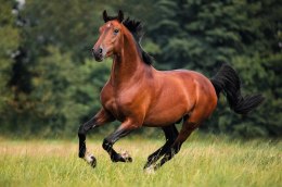 Kalendarz trójdzielny 2026 Konie Michalczyk i Prokop T-105T-11